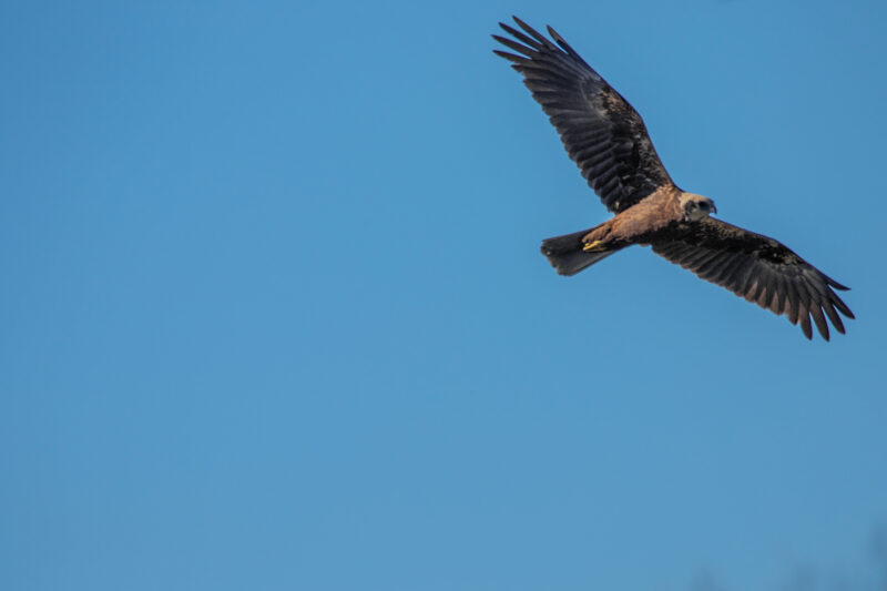 Busard des roseaux dans la réserve du Grand-Laviers